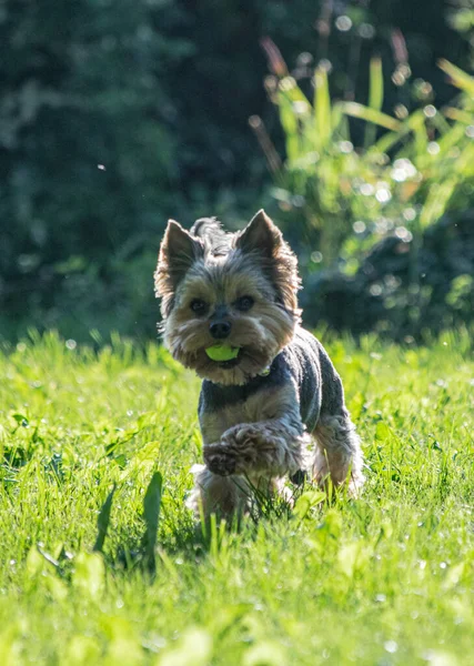 Yorkshire Terrier Correndo Grama Com Maçã Sua Boca — Fotografia de Stock