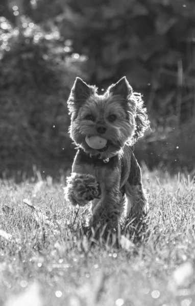 Yorkshire Terrier Esecuzione Erba Con Mela Bocca — Foto Stock