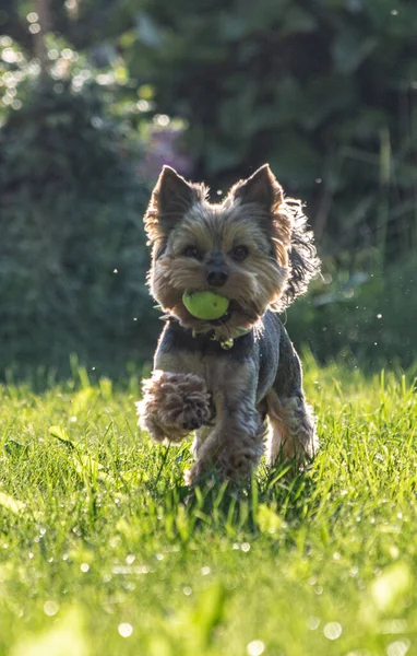 Yorkshire Terrier Correndo Grama Com Maçã Sua Boca — Fotografia de Stock