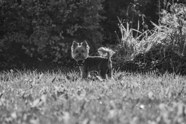 Yorkshire Terrier Pie Sobre Hierba —  Fotos de Stock