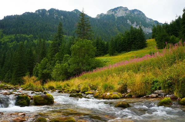 Arroyo, montañas y árboles — Foto de Stock