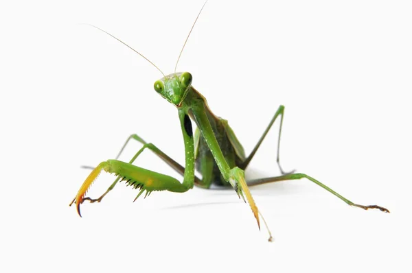 Orando Mantis aislado — Foto de Stock