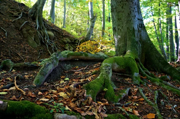 Old oak tree with mossy — Stock Photo, Image