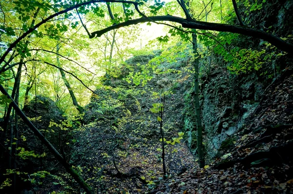 Rayon de soleil briller à travers la belle forêt verte — Photo