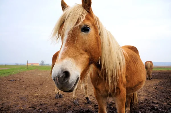 Horses at the ranch — Stock Photo, Image