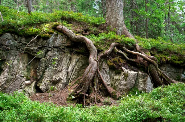 Eski bir ağaç ve yeşil çalılar kökleri — Stok fotoğraf