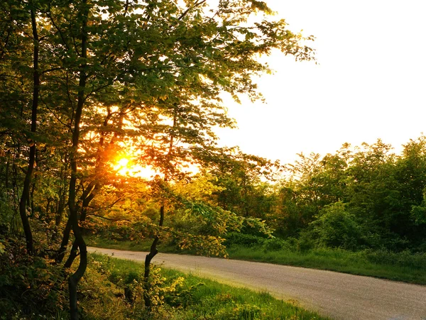 Sunset on the forest road — Stock Photo, Image