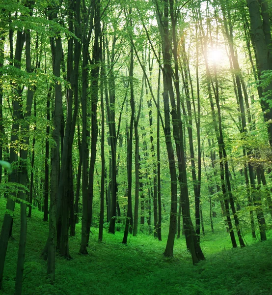 Beautiful green forest — Stock Photo, Image