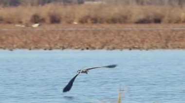Volo 'daki Airone cenerino