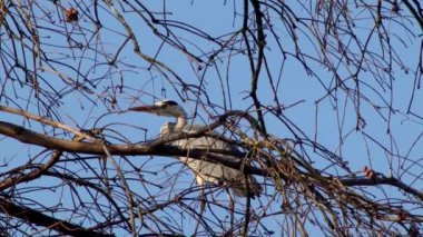 Gri balıkçıl ağaçta yürüyor