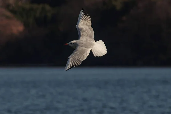 Silent Flight Seagull — Stock Photo, Image