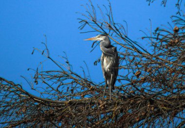 Gri balıkçıl ağaçta gözcülük yapıyor