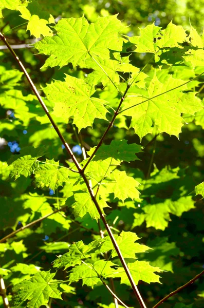 Akçaağaç yaprakları