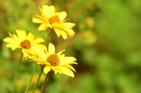 Calendula — Foto Stock