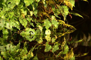 Baharda huş ağacı