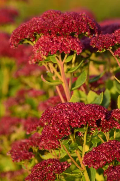 Kleurrijke wilde bloemen in de herfst — Stockfoto