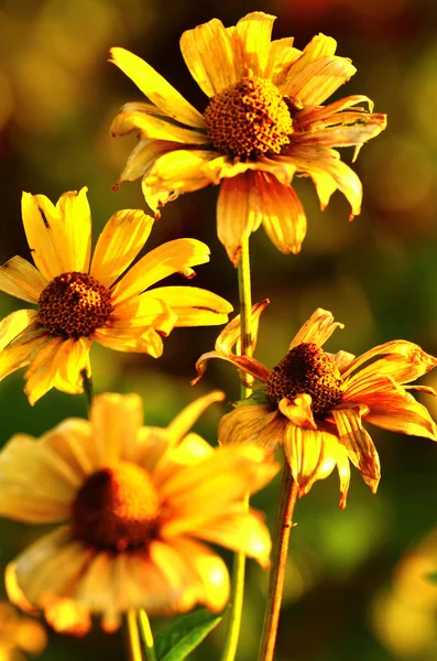 Barevné kytice na podzim — Stock fotografie