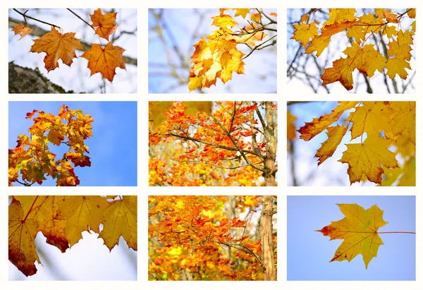 Akçaağaç yaprakları