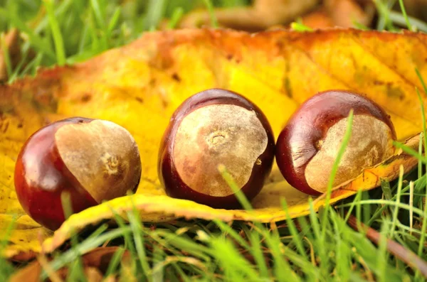 Marrons d'arbre sur une feuille — Photo