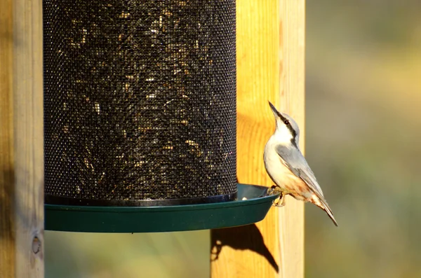 Nuthatch (sitta 꽃) — 스톡 사진