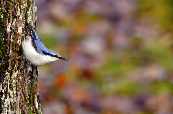 Nuthatch Sitta europaea — Stock Photo, Image