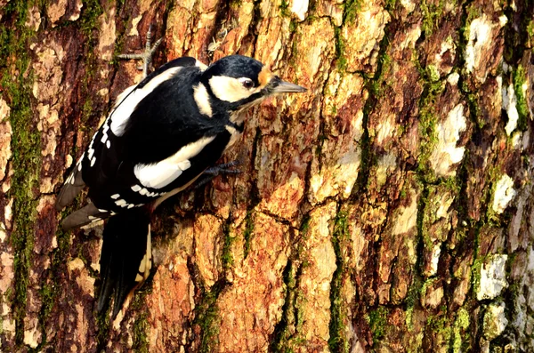 Woodpecker — Stock Photo, Image