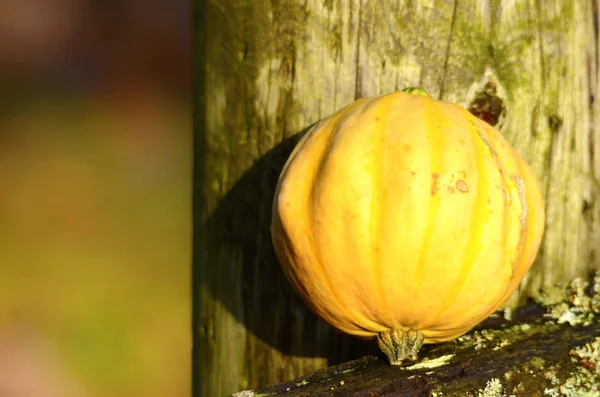 Mini pumpkin — Stock Photo, Image