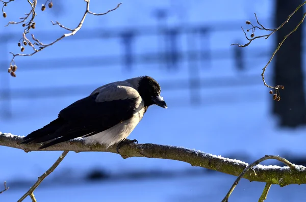 Corbeau assis sur une branche — Photo