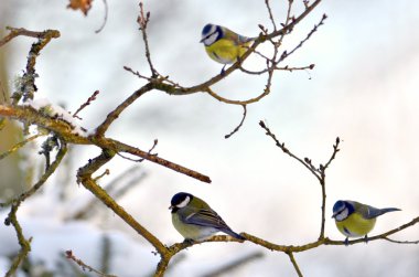Parus büyük