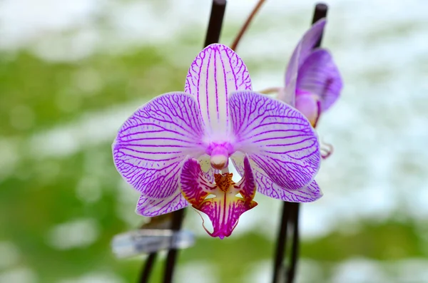 Niebieski orchidea — Zdjęcie stockowe