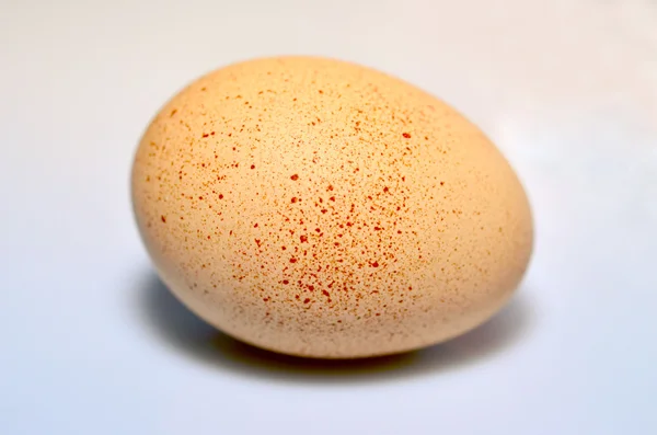 Singel vejce — Stock fotografie