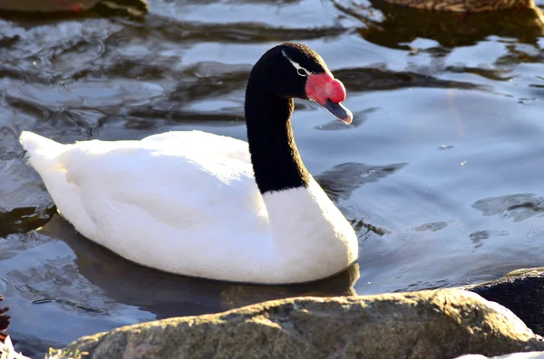 Zwarte necked zwaan — Stockfoto