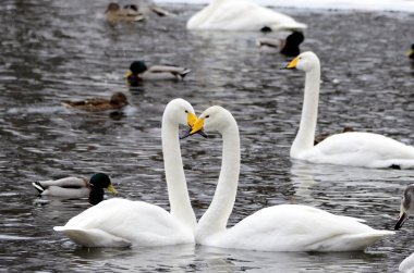 Two swans in love
