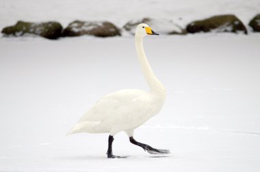 Kuğu yürümek gururla
