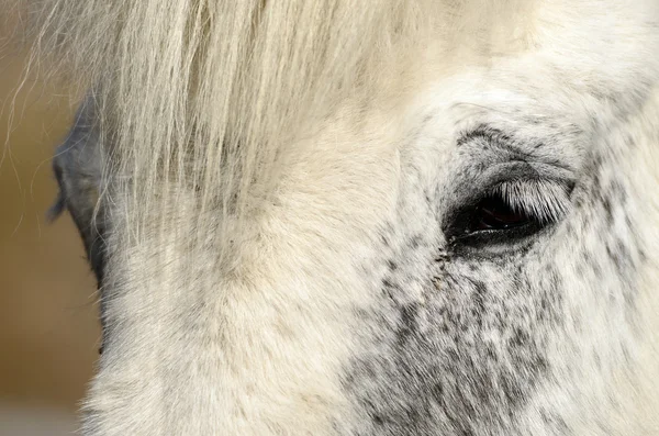 Caballo blanco — Foto de Stock