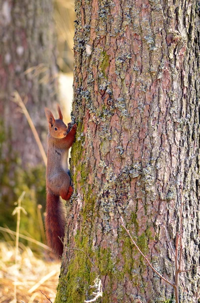 Ekorre i skogen — Stockfoto