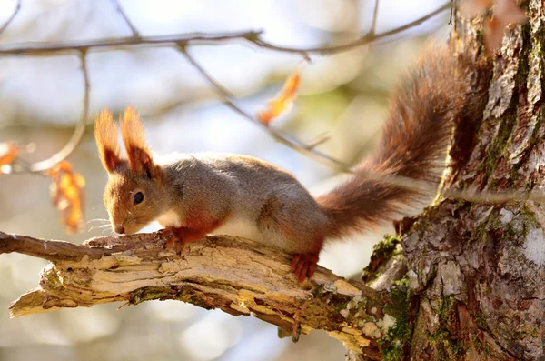 Ekorre i skogen — Stockfoto