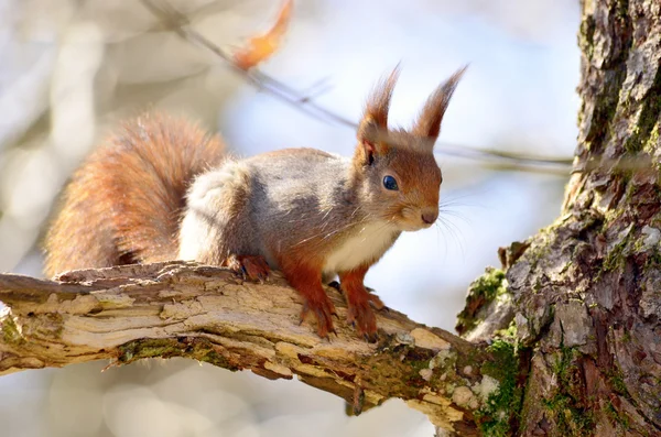 Squirrel in the woods — Stock Photo, Image