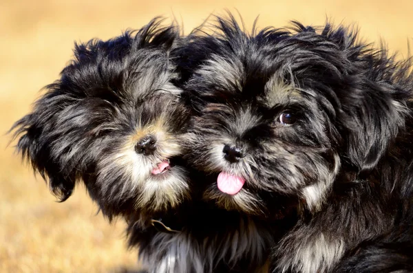 İki kardeş köpekler iskambil