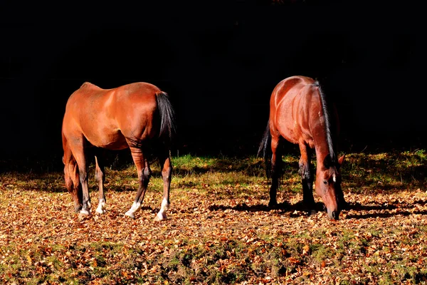 Cavalos comendo grama — Fotografia de Stock