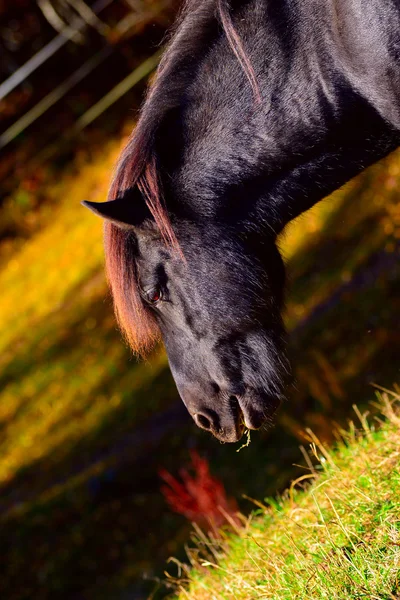 Koně jedí trávu — Stock fotografie