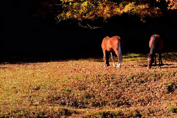 Hästar äter gräs — Stockfoto