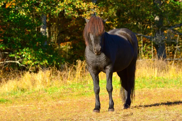 Häst letar — Stockfoto