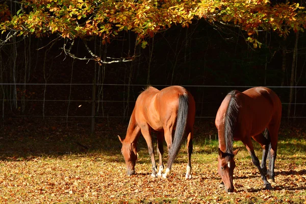 Hästar äter gräs — Stockfoto