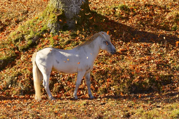草を食べる馬 — ストック写真