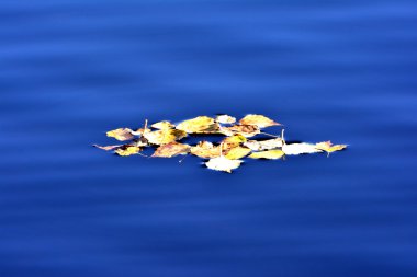 Göl ağaç ve yaprak