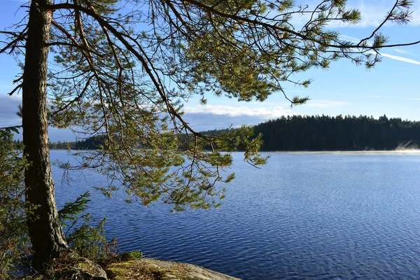 Lake trees and leaves — Stock Photo, Image