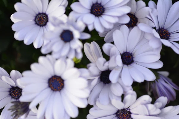 Flores — Foto de Stock