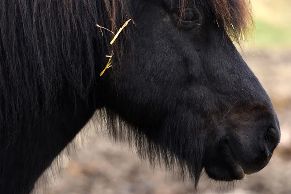 Comer caballos — Foto de Stock