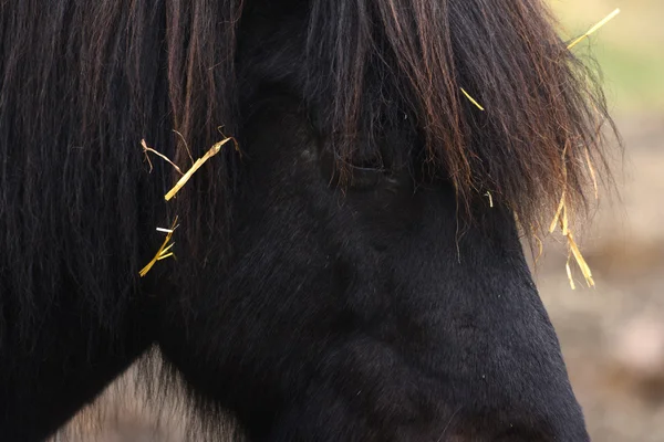 Koně jíst — Stock fotografie